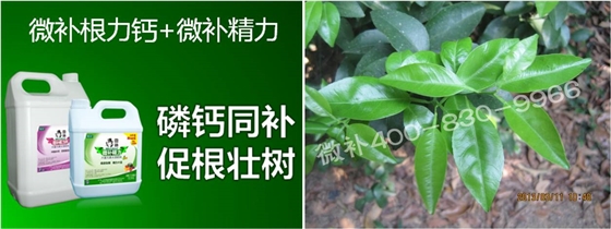 柑橘春梢弱，難抽發，到底是什么原因？