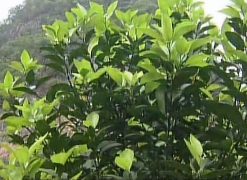 柑橘淋沖微補鈣肥，促根預防黃樹，樹壯保果品質好