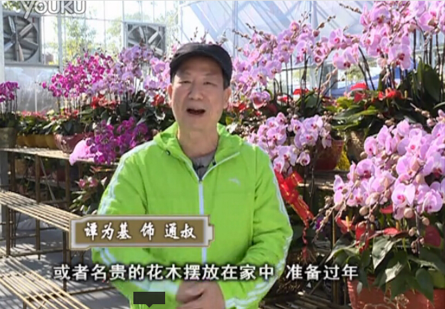 20160201珠江臺搖錢樹：新春家養花卉、盆栽，如何養護葉子、鮮花、果子保鮮更長？