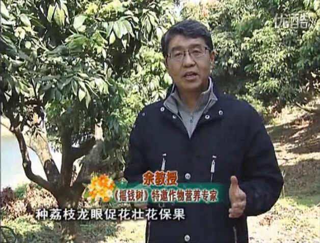 20160215珠江臺搖錢樹：龍眼撒微補倍力、噴花力+碧力，補鈣鎂鋅硼保葉壯花