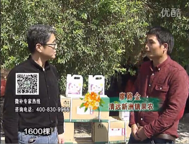20160314珠江臺搖錢樹：柑橘用微補方案，保樹有收益