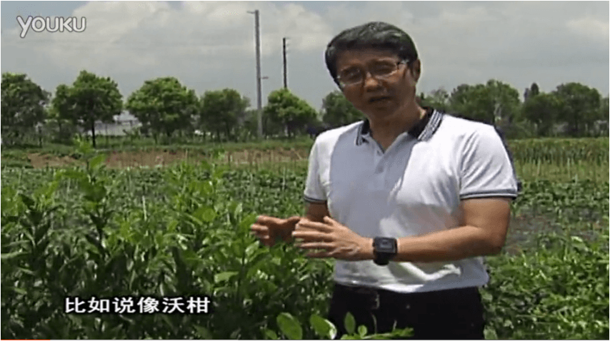 20160627珠江臺搖錢樹：柑橘減少黃葉花葉，淋微補根力鈣+沖力鎂、噴微補碧力
