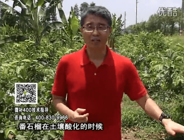 20160808珠江臺搖錢樹：番石榴用微補方案，保葉膨果、增產品質高