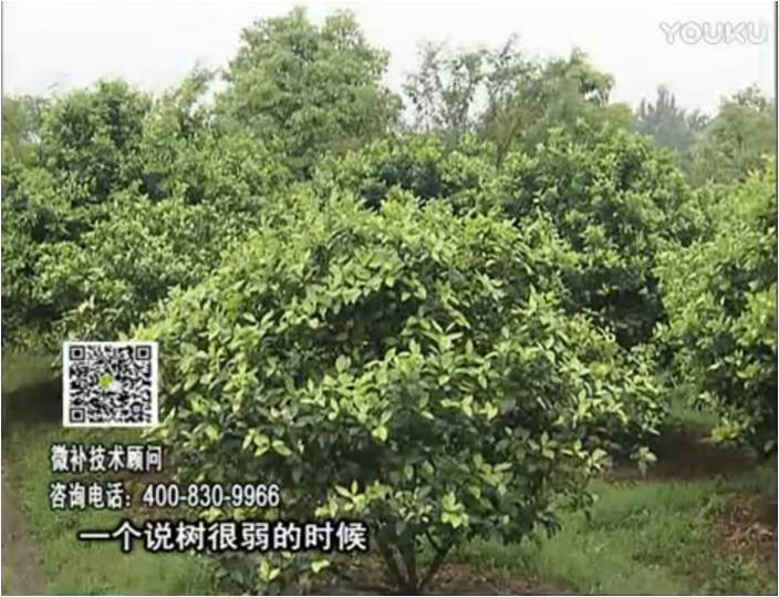 20170206珠江臺搖錢樹：柑橘用微補方案，壯樹促花壯花好
