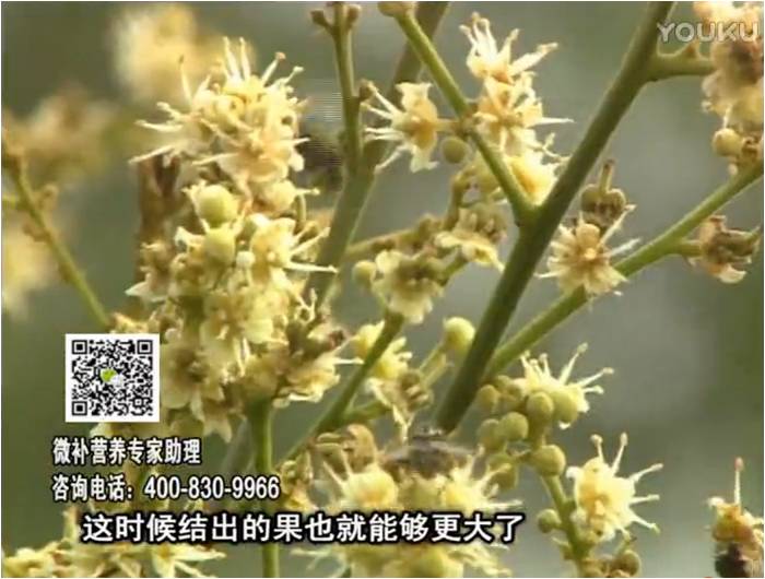 珠江臺搖錢樹：龍眼淋沖微補根力鈣+沖力鎂，促根保樹