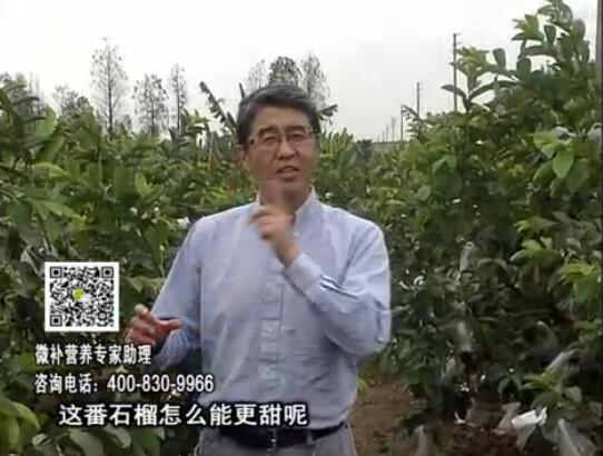 20170327珠江臺搖錢樹：番石榴噴施微補果力+壯力，補充磷鉀鈣鎂等，促進果甜品質高