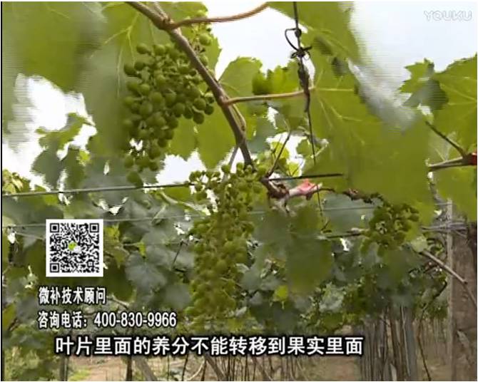 20170717珠江臺搖錢樹：果實補鈣充足，噴施螯合鈣+精華液+保葉素，品質高、耐存儲